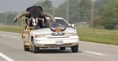 Nebraska Man Pulled Over With Bull Riding Shotgun