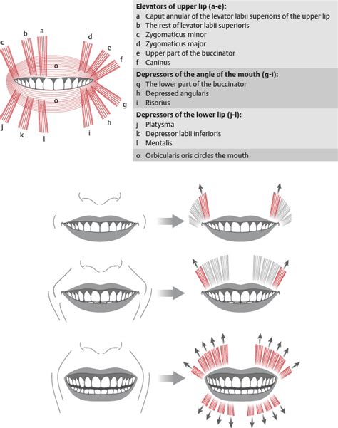 Nasolabial Fold | Plastic Surgery Key