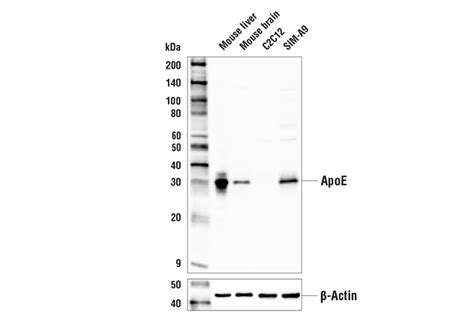 Apoe Antibody L