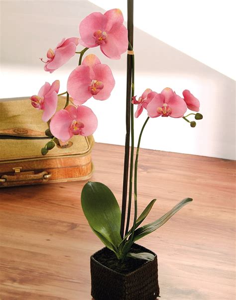 K Nstliche Orchidee Phalaenopsis Fach Getopft Cm Real Touch