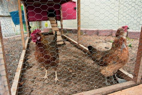 20 Unique Chicken Run Ideas for Your Flock