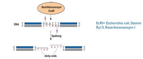 Biochemie Pcr Und Restriktion Flashcards Quizlet