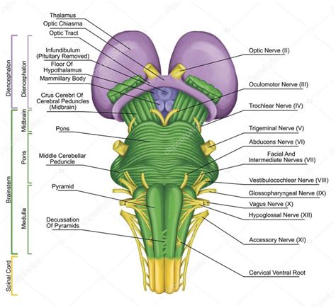 Tallo encefálico tronco encefálico visión ventral parte posterior