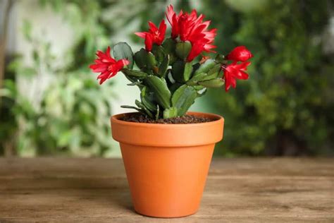 How To Care For A Christmas Cactus Full Guide Succulent Alley