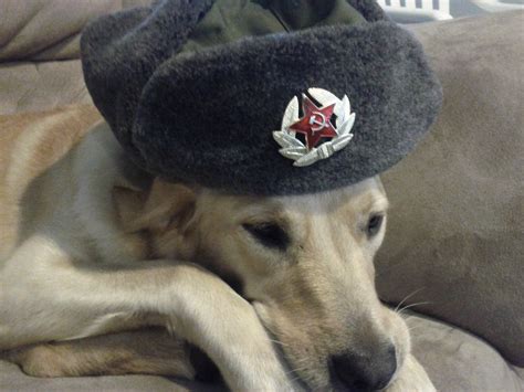 Communist dog : r/aww