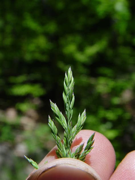 Poa pratensis (Kentucky blue grass): Go Botany