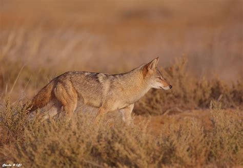 The Senegalese Jackal Canis Aureus Anthus Also Known As The Grey