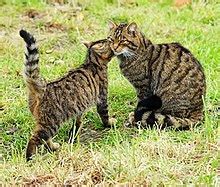 Scottish wildcat - Wikipedia