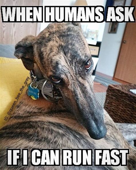 Greyhound Humor Greyhound Greyhoundlife Greyhoundhumor Greytalk