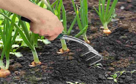 Hand cultivator tool hand tool for agriculture and farming