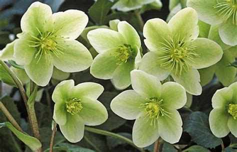 Green Flowered Hellebores Deborah Silver And Co