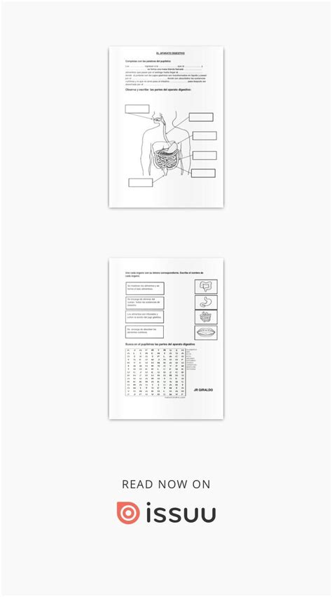 Ficha De Aplicaccion Del Sistema Digestivo Partes Del Aparato