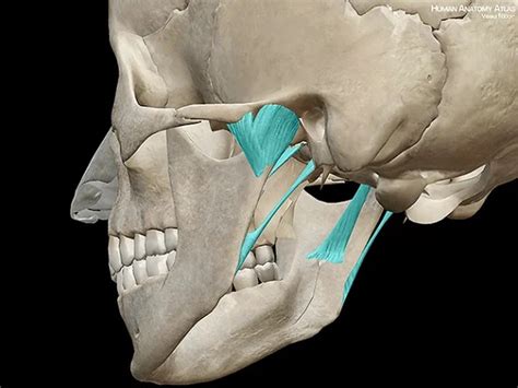 ANATOMÍA DE LA ARTICULACION TEMPOROMANDIBULAR Rehabilitación Premium