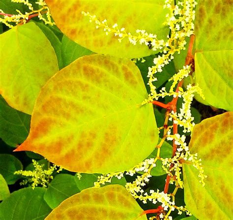 green weeds herbology east  wests lotus lady  verse