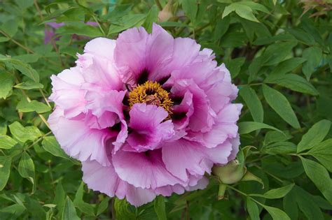 Garten Navi Strauch Pfingstrose Paeonia X Suffruticosa