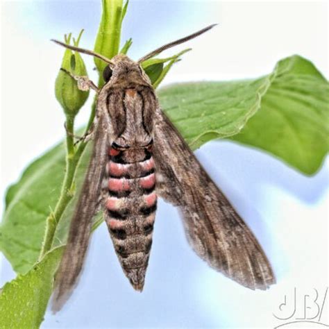 Why moth? – David Bradley