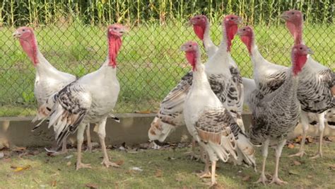 Raising Turkeys — Indiana State Poultry Association