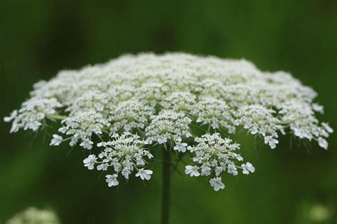 Queen Annes Lace Photograph By Jeanne White Fine Art America