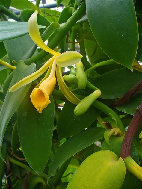 Vanilla Is An Orchid By Smithsoniascience Two Orchid Species Vanilla