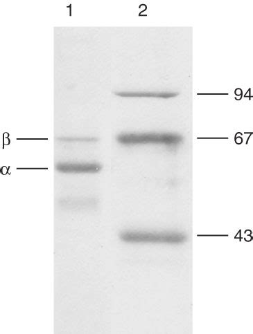 Sds Page Of Purified Transhydrogenase Lane G Eluate With The