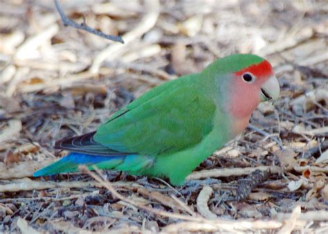 Rosy-faced Lovebirds in Phoenix