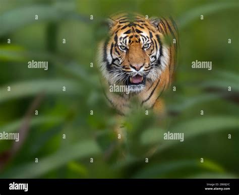 Indonesian Jungle Hi Res Stock Photography And Images Alamy