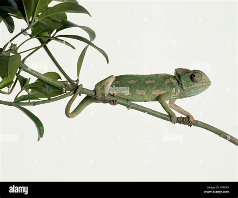 Mediterranean Chameleon Chamaeleo Chamaeleon Standing On Branch Stock