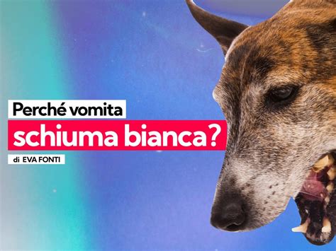 Perch Il Cane Vomita Schiuma Bianca