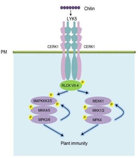 A new mechanism for plant immune pathways discovered by genetics | Plantae 