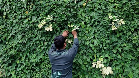 Maintenance For Green Wall Landscape Potted Plants Vertical Green