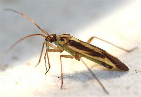 Two Spotted Grass Bug Stenotus Binotatus BugGuide Net