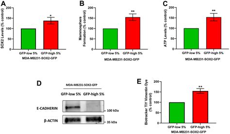 Sox2 High Cancer Cells Exhibit An Aggressive Phenotype With Increases