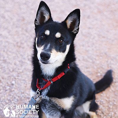 Tucson AZ Shiba Inu Meet MAEVE A Pet For Adoption AdoptaPet