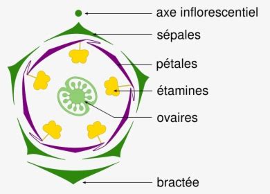 diagram floral hd png  kindpng