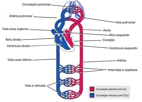 O Que É Grande Circulação - Cite o que é grande ou pequena circulação - Brainly.com.br