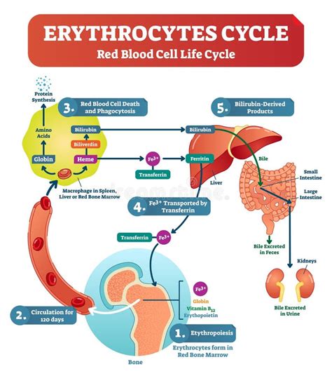 Red Blood Cell Life Cycle