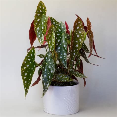 Begonia Maculata Cm Pot Tropical Plants Uk