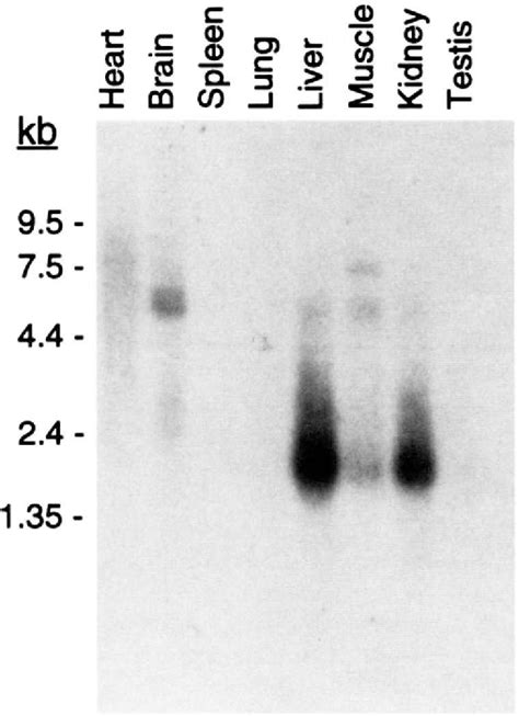 Figure 2 From Genomic Structure Chromosomal Localization And