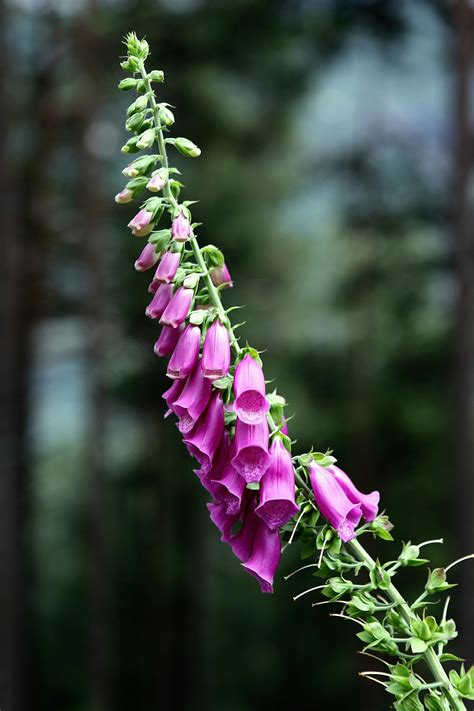 Foxglove Flowers in Garden · Free Stock Photo