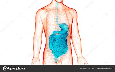 Anatomie Van Het Spijsverteringsstelsel Stockfoto Rechtenvrije Foto