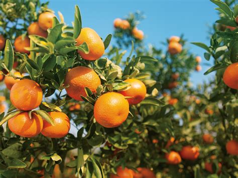 wonderful company halos