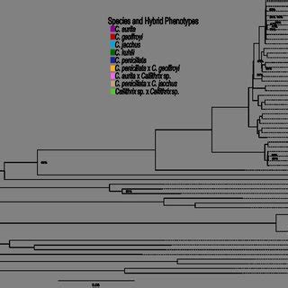 Figure S1 Maximum Likelihood ML Tree Showing Phylogenetic