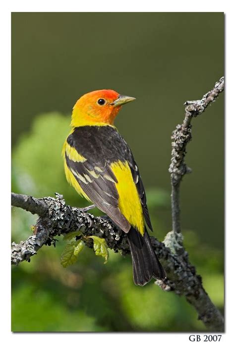 WESTERN TANAGER | Westerns, Nature photography, Animals