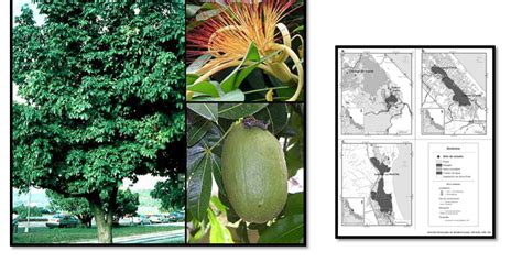 Arboles De La Vertiente Del Pac Fico Zapot N Pachira Aquatica