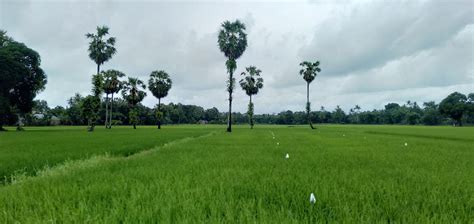 Ricefield In Indonesia South Sulawesi Gowa Regency South Bontompo