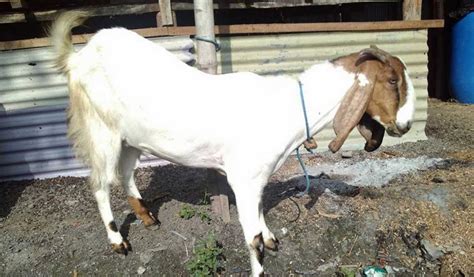 Berikut Ini Harga Kambing Terupdate Berdasarkan Jenisnya