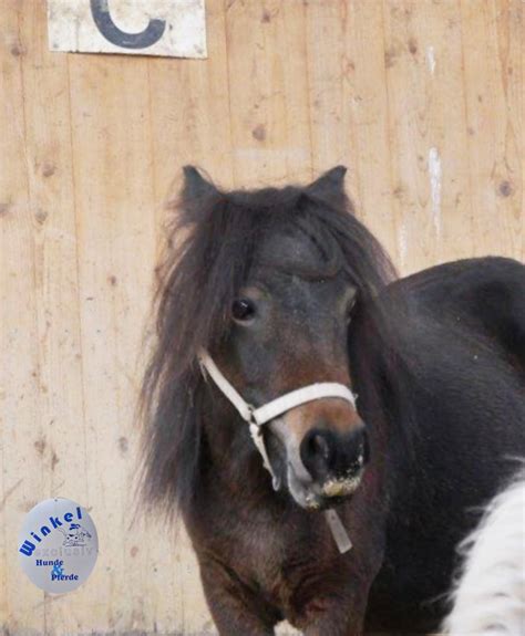 Mini Shetty Stute Bibi Pferde Winkel De Freizeitpferde