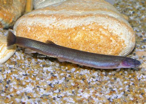 black kuhli loach pangio oblonga