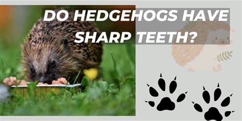 Do Hedgehogs Have Sharp Teeth?