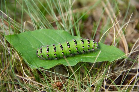 Gran Oruga Verde Del Emperador Moth Saturnia Pavonia Sentado En La Hoja